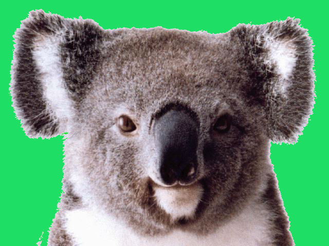 Happy Koalas time!